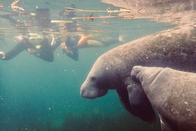 Manatee Snorkel Tour From American Pro Diving Center - Additional Tips and Information