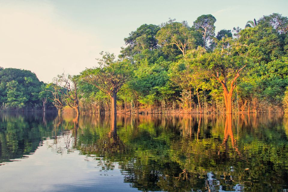 Manaus: Amazon Jungle Half-Day Walking Tour - Last Words