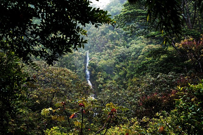 Manoa Waterfall Hike With Healthy Lunch Included From Waikiki - Common questions