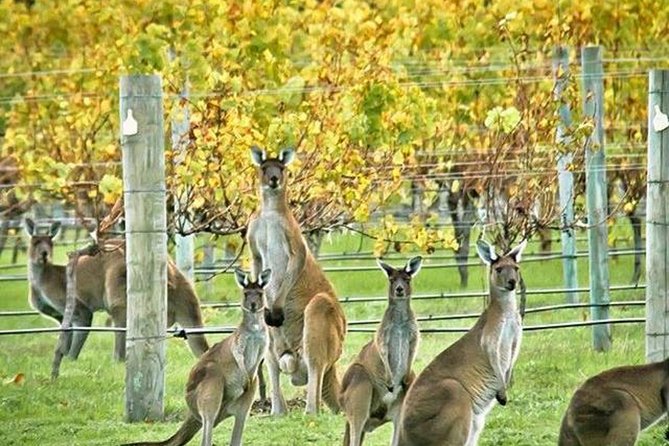 Margaret River Indulge and Discover Day Tour - Common questions