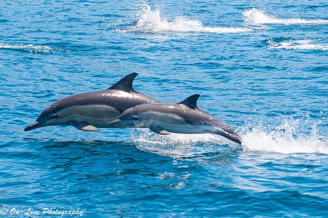 Maria Island Cruise and Guided Walk Day Tour With Lunch and Drinks - Directions and Important Information