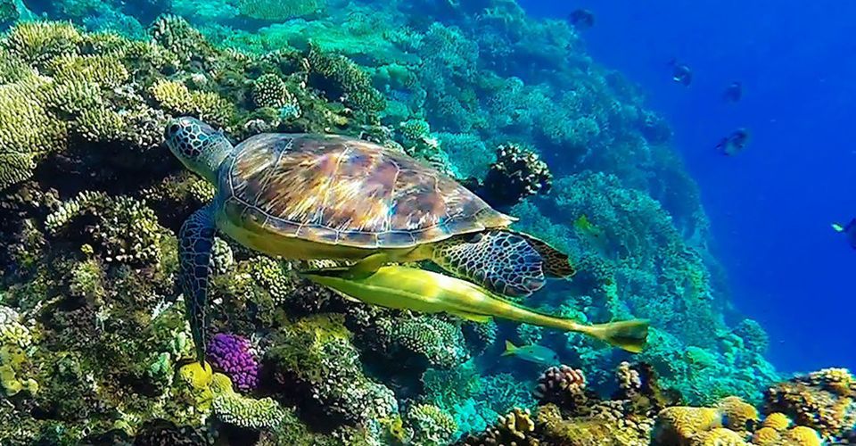 Marsa Alam: Snorkeling Boat Trip With Sea Turtles and Lunch - Common questions