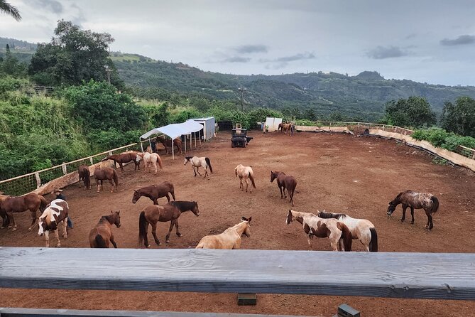 Maui Horseback-Riding Tour - Last Words