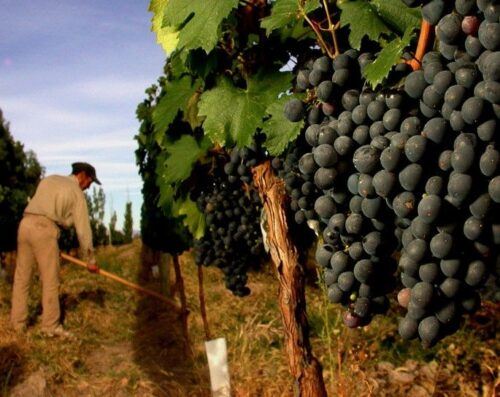 Mendoza: Small-Group Wineries Tour With Tasting and Lunch - Common questions