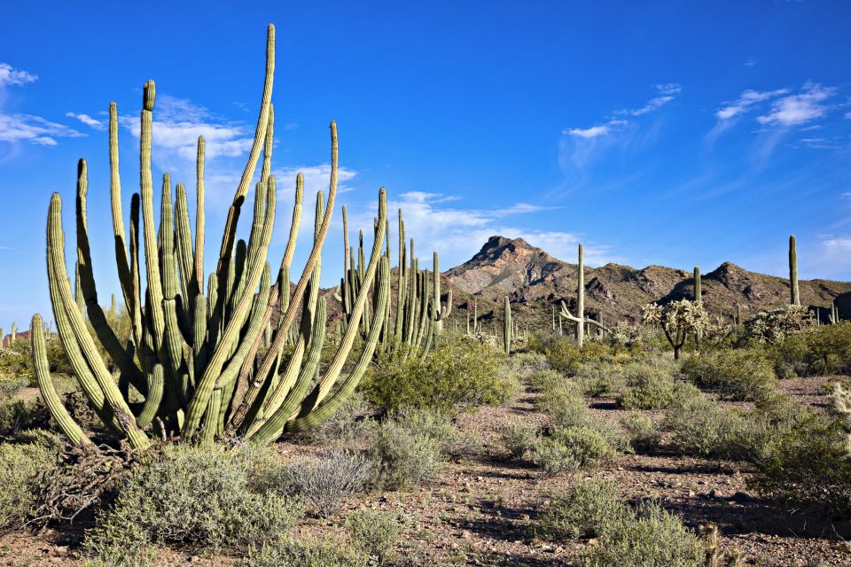 Metro Phoenix: Apache Trail Tour With Canyon Lake Cruise - Common questions