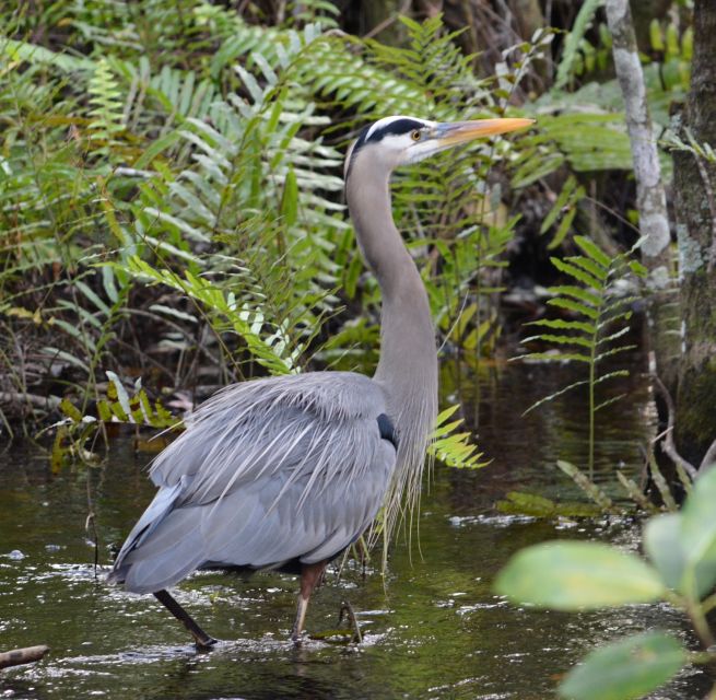 Miami: Everglades River of Grass Small Airboat Wildlife Tour - Important Reminders