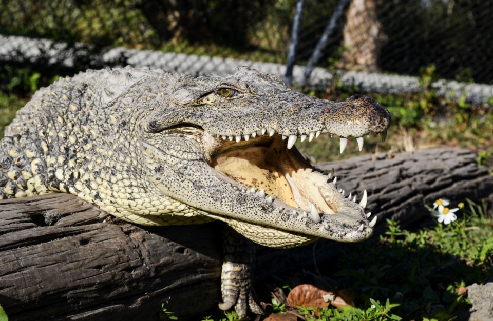 Miami: Small Group Tour W/Everglades, Little Havana & Cruise - Everglades Safari National Park