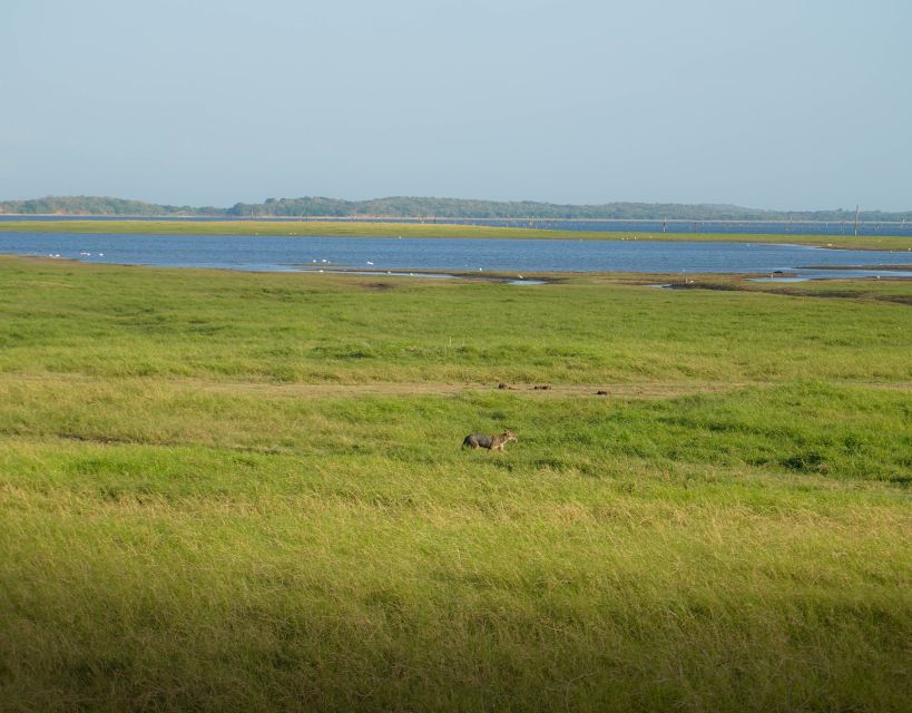 Minneriya National Park Half Day Sri Lanka Jeep Safari - Directions