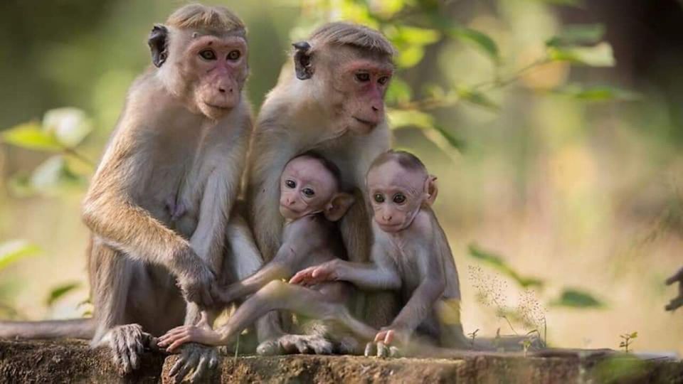 Minneriya National Park Jeep Safari - Responsible Tourism Practices