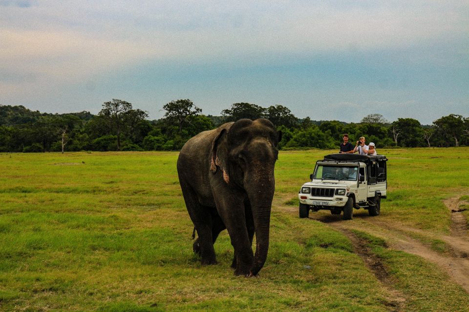 Minneriya National Park Safari With Jeep & Entrance Ticket - Last Words