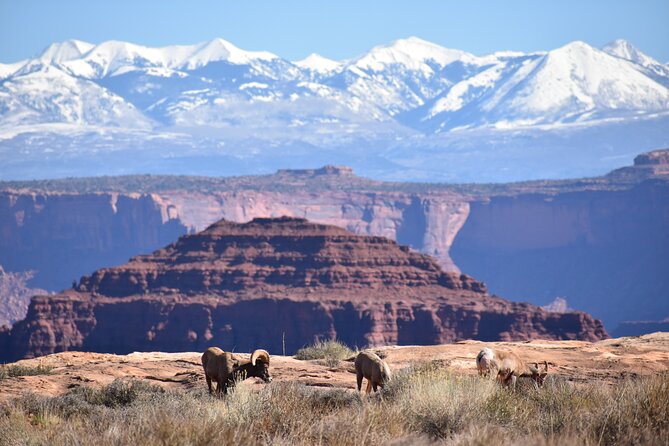 Moab Combo: Colorado River Rafting and Canyonlands 4X4 Tour - Common questions