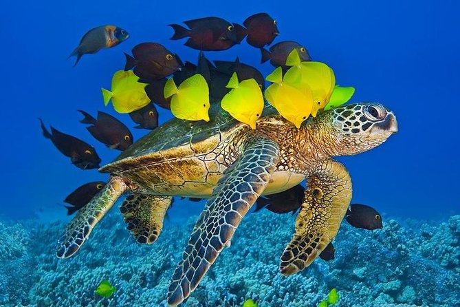 Molokini Crater Zodiak Adventure - Snorkel and Turtle Cove Swim - Additional Information