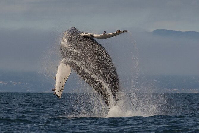 Monterey Small-Group Whale-Watching Tour  - Monterey & Carmel - Additional Information