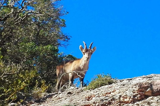 Montserrat Land of Shrines - One Day Small Group Hiking Tour From Barcelona - Common questions