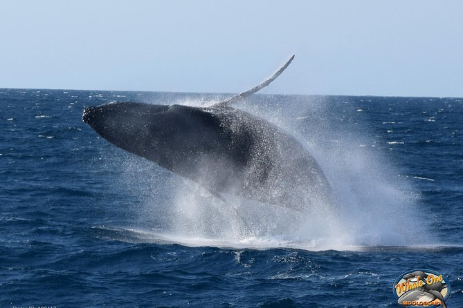 Mooloolaba Whale Watching Cruise - Understand Expectations and Restrictions