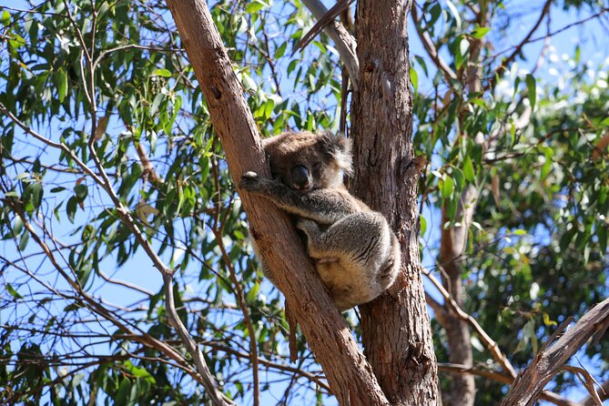 Morialta Wilderness and Wildlife Hike - Hiking Details