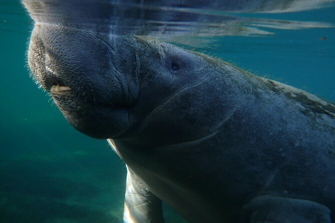 Morning Swim and Snorkel With Manatees-Guided Crystal River Tour - Additional Information