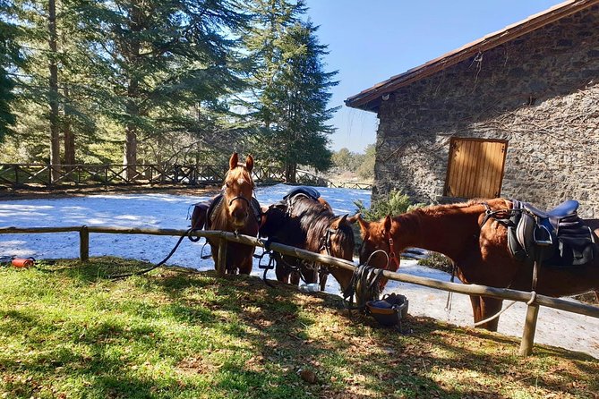 Mount Etna Horseback Riding Excursion (Mar ) - Operating Hours