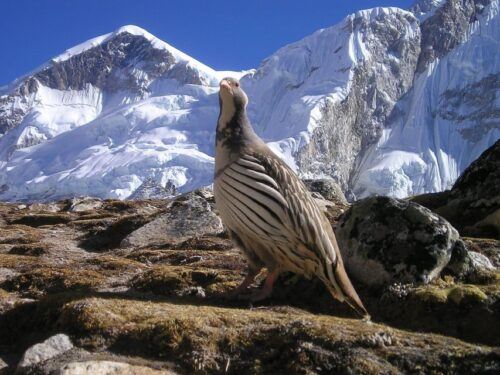 Mount Everest Base Camp Guarenteed Landing Helicopter Tour - Tour Location