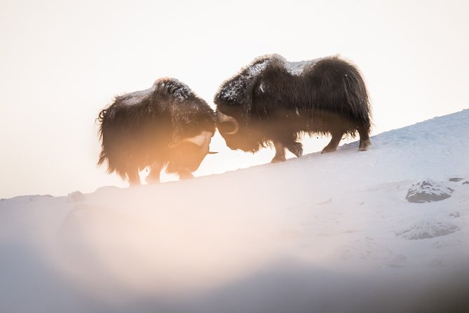 Musk Ox Safari in Dovrefjell National Park From Oppdal - Common questions