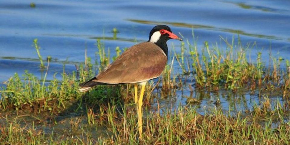 Muthurajawela: Wetland Bird Watching Tour From Colombo! - Children and Cancellation