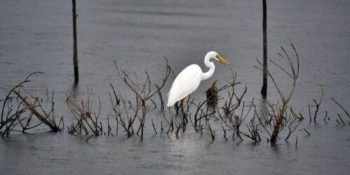 Muthurajawela Wetland: Birdwatching Expedition by Boat - Common questions