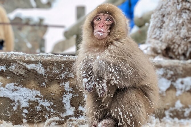 Nagano Snow Monkey 1 Day Tour With Beef Sukiyaki Lunch From Tokyo - Last Words