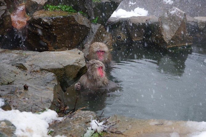 Nagano Winter Special Tour "Snow Monkey and Snowshoe Hiking"!! - Additional Details