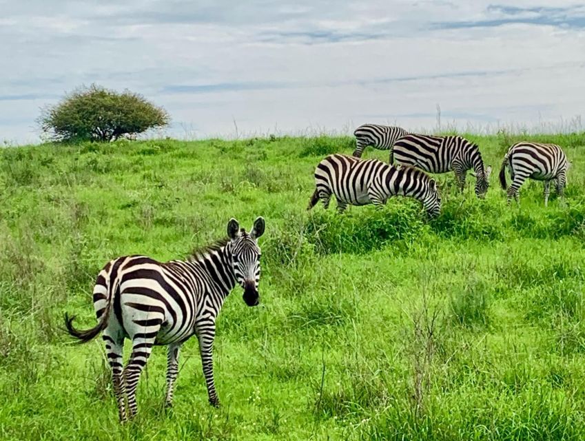 Nairobi National Park Morning or Evening Game Drive - Common questions