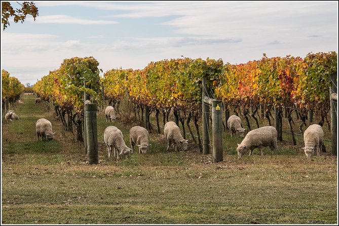 Napier Half-Day Wine Beer and Cider Tour - Last Words