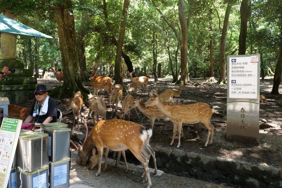 Nara: Half-Day UNESCO Heritage & Local Culture Walking Tour - Directions