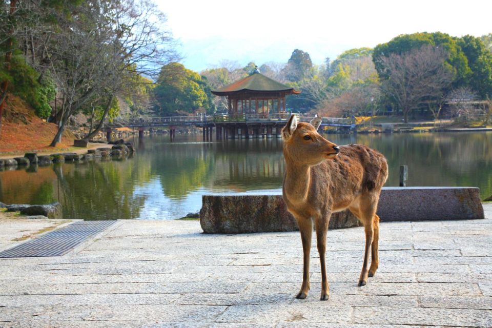 Nara's Historical Wonders: A Journey Through Time and Nature - Common questions
