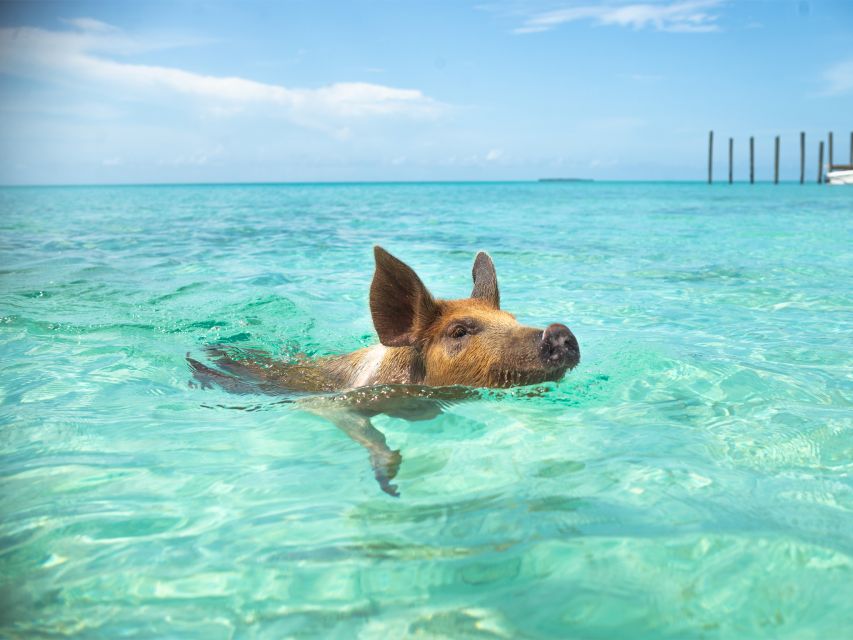 Nassau: Rose Island Swimming Pigs Morning Tour - Island Tour Logistics