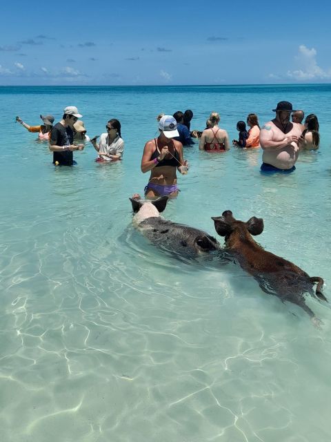 Nassau: Swim With Sharks, Swimming Pigs Tour - Directions