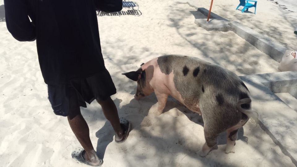 Nassau: Swimming With Pigs, Snorkeling, and Sightseeing Tour - Directions