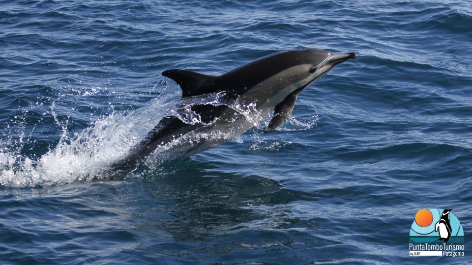 Nautical Tour With Dolphin Search in Puerto Madryn - Free Cancellation and Flexible Reservations