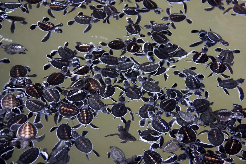 Negombo: Turtle Hatchery, River Safari, Moon Stone & Galle - Bentota Beach Water Sports