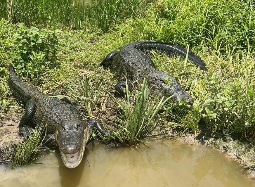 New Orleans: Oak Alley or Laura Plantation & Airboat Tour - Exclusive Features