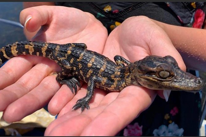 New Orleans Small-Group Airboat Swamp Tour - Common questions