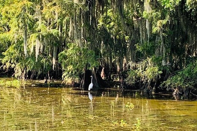 New Orleans Swamp Tour Boat Adventure With Transportation - Wildlife Encounters