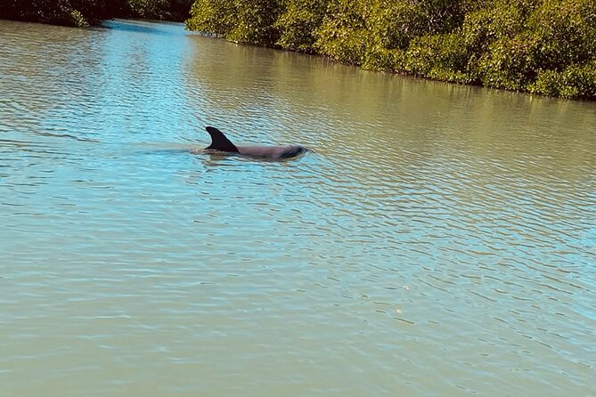 New Smyrna Dolphin and Manatee Adventure Tour - Last Words