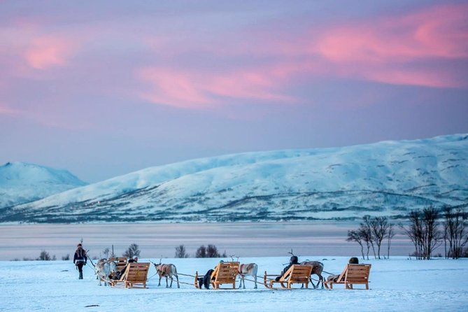 Night Reindeer Sledding With Camp Dinner and Chance of Northern Lights - Viator Information and Availability