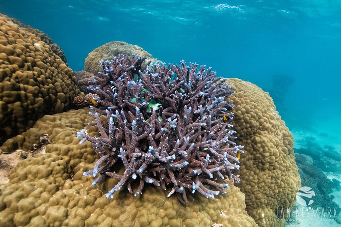 Ningaloo Reef Snorkel and Wildlife Adventure - Coral Gardens Exploration