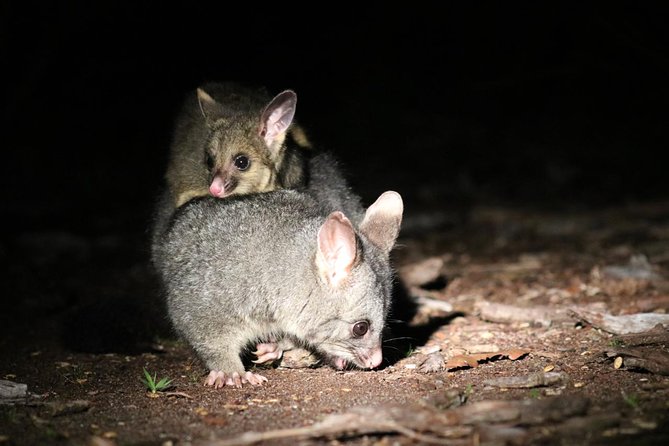 Nocturnal Wildlife Tour From Busselton or Dunsborough - Contact Information