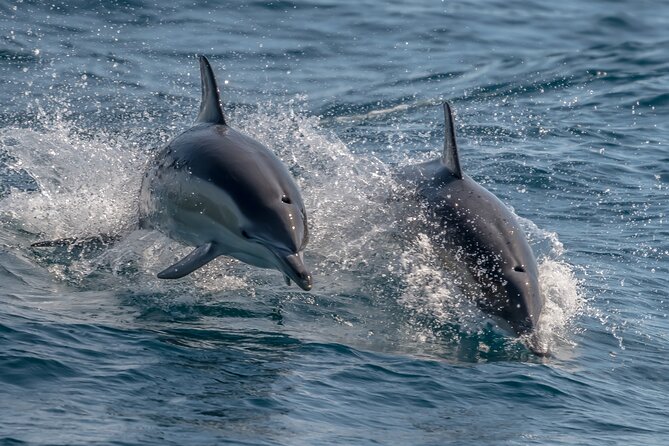 Noosa National Park & Wild Dolphin Safari - Common questions