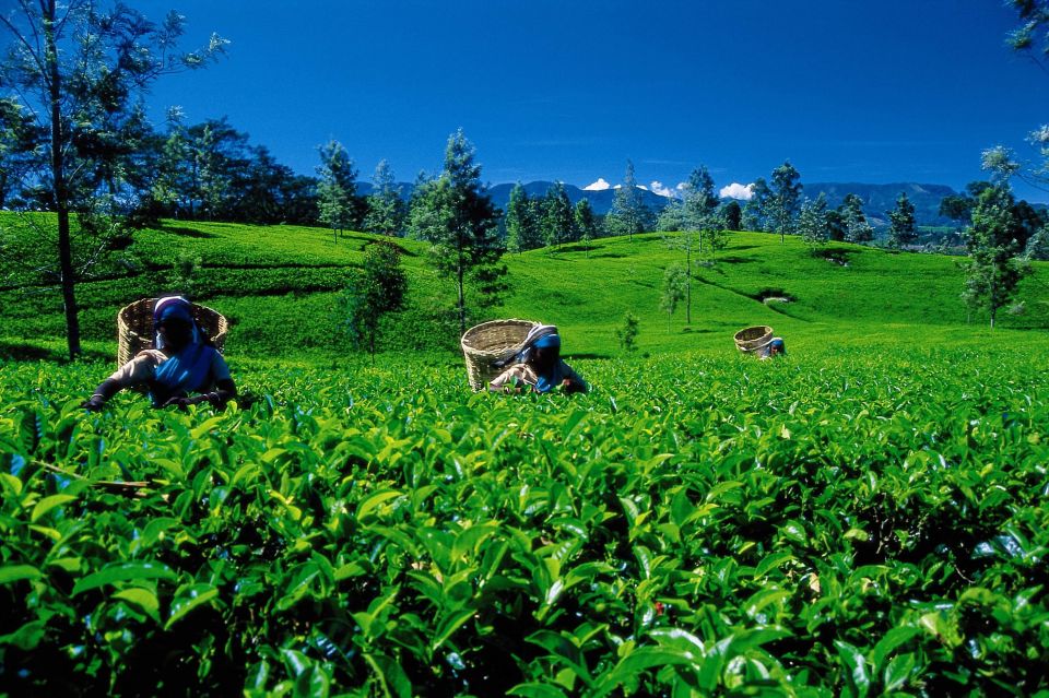 Nuwara Eliya: All-Inclusive Private Sightseeing Day Tour - How to Get There