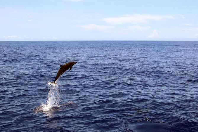 Oahu Catamaran Cruise: Wildlife, Snorkeling and a Hawaiian Meal - The Wrap Up