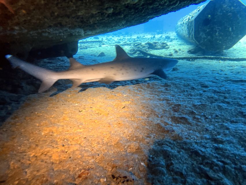 Oahu Night Dive: Adventure for Certified Divers - Common questions