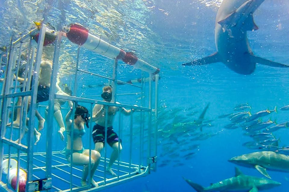 Oahu: Shark Cage Dive on the North Shore - Common questions