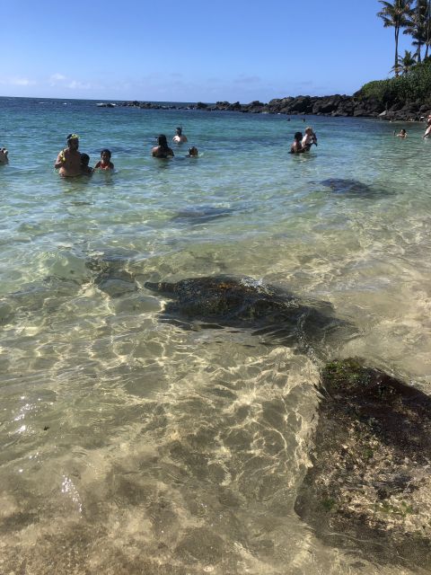 Oahu: Waimea Falls & North Shore Swim With Turtles Beach Day - Waimea Valley: Lush Tropical Paradise